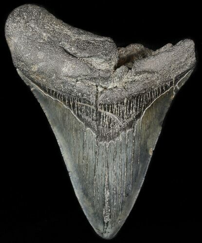 Bargain, Megalodon Tooth - South Carolina #47607